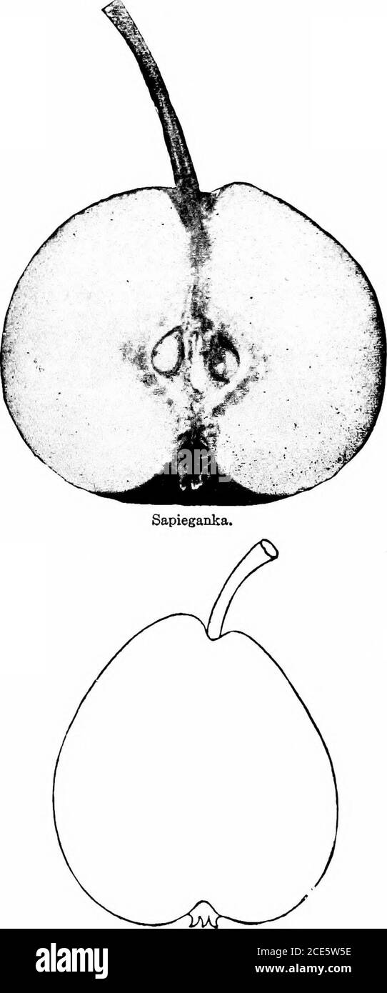 . Manuel horticole américain .. . Rostiezer. Large et un peu profond. Chair fine, fusion, bonne. Saison, mi-septembre dans l'Iowa. Russie. Sarah.— Moyen, rnundisli (.bovate ]iyriforme; couleur jaune-vert, entourbé et nuagé avec le russet et sjjrinkled witli Ijowndots; tige mediiuii, certains^?llat inclinés, mis en légère do|)r(ssion à côté ou à lèvre; peu profond, inégal. Chair blanche, fine, juteuse, fondue, douce, riche, aromatique, Très bien. Pojiular comme nain. Massa-chushetts. Seckel.— petit, obové, régulier: Couleur quand ri]ie jaunishbrunes, avec russet) chèque rouge; tige d'un demi-pouce ou plus i Banque D'Images