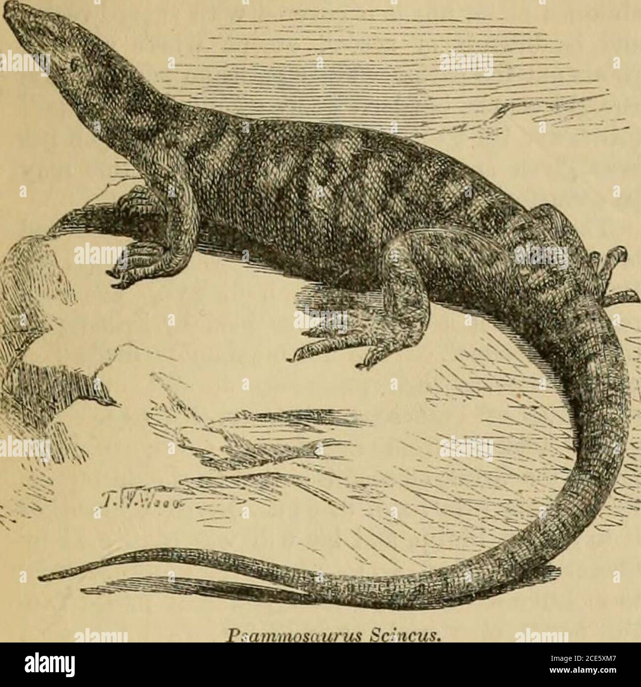 . Un dictionnaire de la Bible .. . 4) ont quelque lien avec la Harcgah de Jérémie ? TOU le Scincus officinalis, sous le nom de (TKlyKOS.Gesenius dérive le mot Heb. De 33V, tomove lentement. [W. H.] TRACHONITIS 1565. TOU(-iyin: Goja; Alex.Qaiou: Thoil). Toi, roi de Hamath (1 ch. xviii. 9, 10). TOUR.^ pour les tours comme parties des remparts de la ville, ou comme bastions refuge pour les villages, voir FencedCities, Jérusalem, i. 1021-1027, et Hana-NEEL. Les tours de surveillance ou les postes fortifiés dans des situations exposées aux frontières sont mentionnés dans les Écritures, comme étant la tour d'Édar, c. (Général xxxv. 21 ; Mic. iv. 8; is.xxi. 5, Banque D'Images