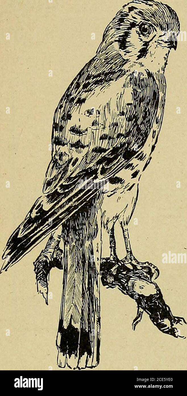 . Accueil géographie pour les grades primaires . nos fiires? Nommez autant d'arbres de noix que possible. Nommez un certain nombre d'arbres fruitiers. De quelle utilisation sont les arbres ? Qu'est-ce qu'une forêt ? Comment les forêts protègent-elles le sol ? Quel effet a therain sur les pays où il y a peu de végétation couvrant le sol ? QUELQUE CHOSE SUR LES OISEAUX. Si les oiseaux pouvaient parler de quoi que ce soit, nous pourrions entendre. Wemight apprendre d'un temps, toujours solong, quand leurs grands-pères n'étaient pas du tout des oiseaux.alors ils ne pouvaient pas voler, car theyhad ni des ailes ni des plumes.ces grands-pères de notre birdshad quatre jambes, une longue queue et des mâchoires avec des dents. Après un Banque D'Images