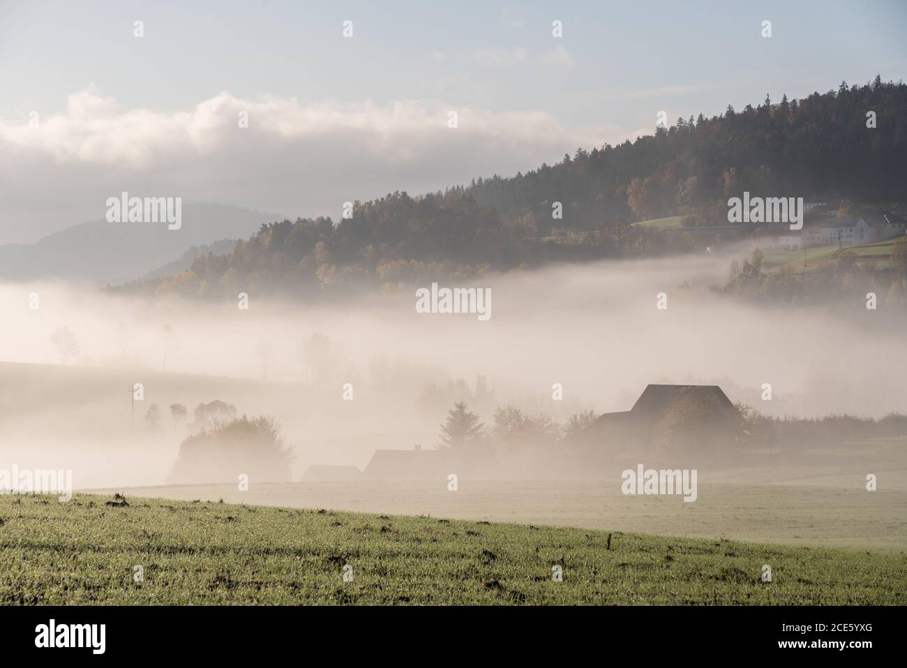 La région de la Forêt de Bohême montre couverte de brouillard en automne - Autriche Banque D'Images