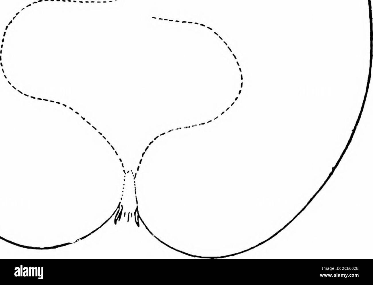 . Manuel horticole américain .. . sed dans diverses parties de tlie Sud, et est une variété de marché latewinter profitable; arbre très vigoureux, se propageant, plutôt un openhead, pas un porteur précoce. (La coupe est décrite dans Tenn. F,xp.Sta. Bui., O. IX., n° 1, mai, l.SOFI.) M. W. L. Moores, Cyruson, Tennessee, en 1S05, a envoyé sur demande le botli Gilbert et Paragon à Theu.S. Dcjit. De .-Vgruculture et écrit: Les deux sont originaires de cette ncigliorhood: Les deux arbres originaux debout (décembre, EST!).), et la saison des tlis de fruits de la liore. Je namedbotli pommes et introduit tlieui t(j pul)lic avis environ huit y Banque D'Images