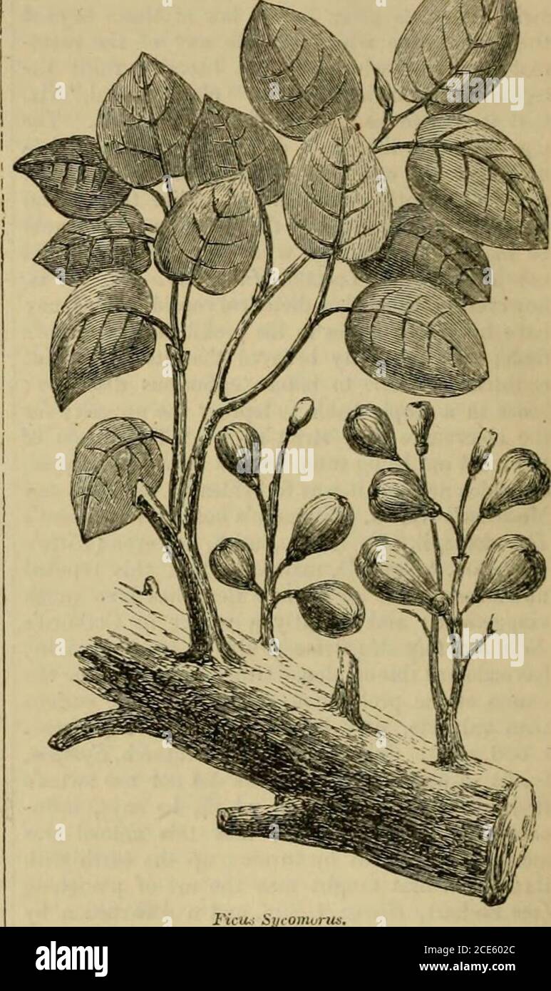 . Un dictionnaire de la Bible .. . 5e Kal tovto avKa-fj.iyov Keyovai, lib. i. cap. 180. Comparer Gese-nius. Thesaurus Heb. P. 1476 h; Winer, BWH. ii.65 FF.; Ptosenmiiller, Alterhethskiinde, B. iv.s. 281 FF. ; Celsius, Ilierob. i. 310. Le Sycamore, ou Fig-miilbetvy (de (tvkov, figue, et fiopov, mûrier), est en Egypte et Palestinea arbre de grande importance et très large usage.il atteint la taille d'un noyer-arbre, a de larges branches, et fournit une ombre charmante.sur ce compte, il est souvent planté par des thewaysides. Ses feuilles sont en forme de cœur, en bas du côté inférieur et fragmentaires. Banque D'Images