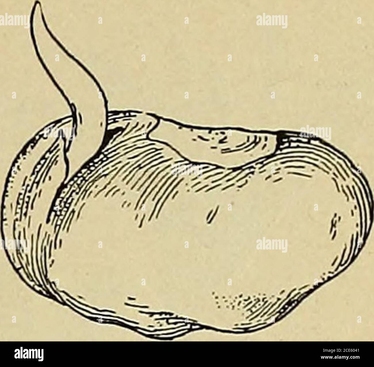 . Géographie d'origine pour les grades primaires . LA SEMENCE D'ENSEMENCEMENT. Voici un châtaignier. Il est doux et lumineux. Sur l'extérieur il y a une coquille dure, brune.la substance blanche dans looksmuch comme la viande d'un châtaignier. Nous allons en partie couvrir une des noix dans le sol humide, et l'arroser souvent. Nous pouvons apprendre quelque chose d'intéressant. Vous savez que l'arbre pousse à partir du pépins de litière. Supposez-vous qu'il y a une petite plante qui s'enroule dans le châtaignier ? S'il y en a un, il doit s'endormir. Peut-être que le sol chaud et humide le réveille. Très bientôt, l'écrou commence à gonfler. Il est tatinguin de l'eau du sol. Banque D'Images