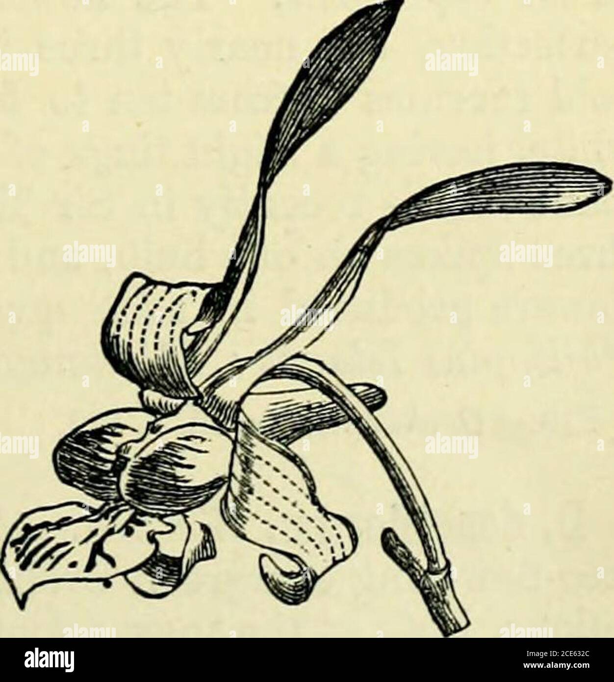 . Le manuel du producteur d'orchidées : contenant les descriptions des meilleures espèces et variétés de plantes d'orchidées . d sur les jeunes tiges, et de tomber avant que les fleurs soient développées. Les fleurs sont de taille modérée, et librement produites, les sépales et les pétales blanc à bout magenta, la lèvre orange à la base, et légèrement à bout avec magenta. C'est une plante la plus désirable, floraison pendant les mois de la floraison.—Burmah. FIA.—Bot. MAG., t. 6319; Xenia Orck., ii 193, L. cupreuin.—Voir Dendrobium moschatum cupeeum. D. DAlbertisii, Rchb.F.—UNE espèce très jolie et distincte que nous avons introduite de NewG Banque D'Images
