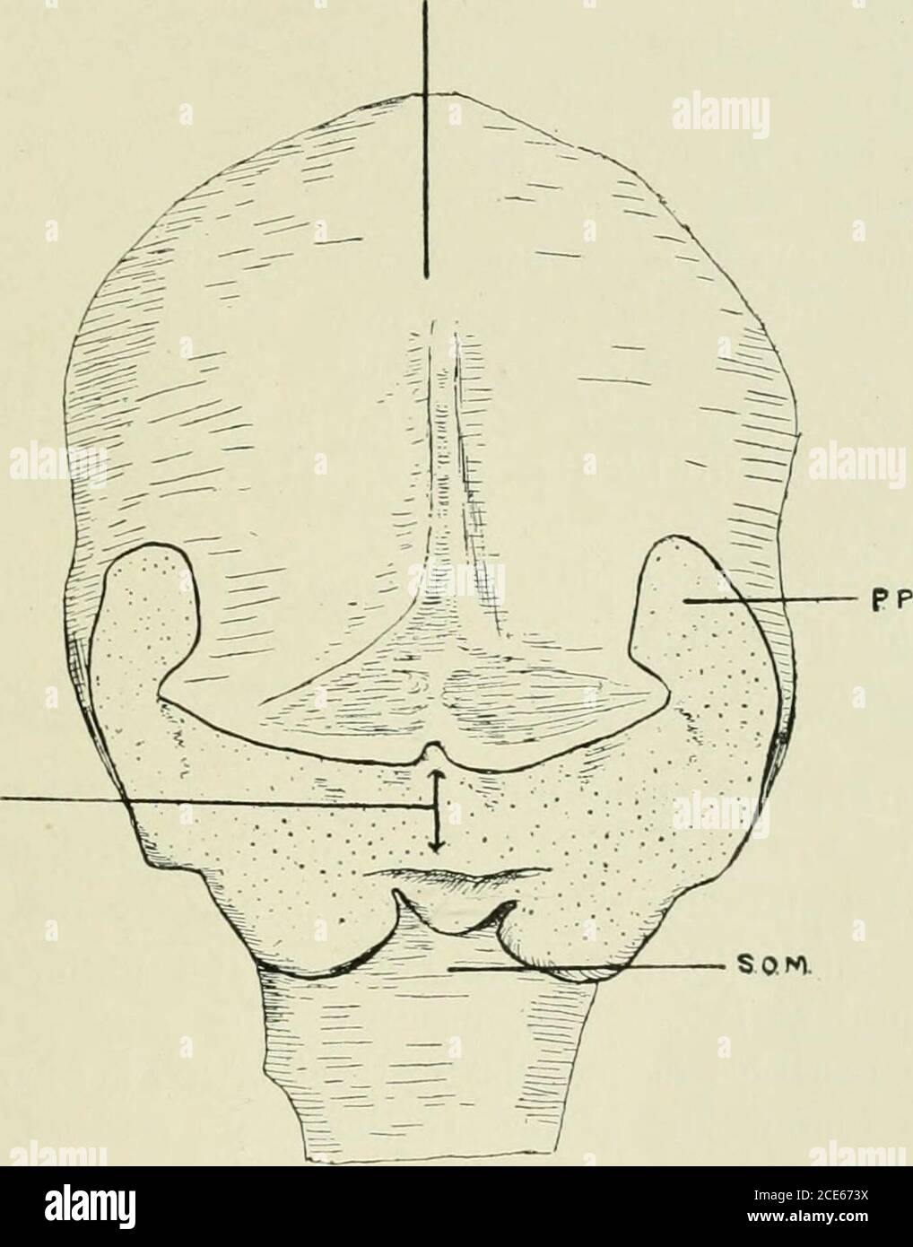 . Journal de l'anatomie . Cela consiste entièrement à couvrir les os, il n'y a pas encore de signe de substitution ou d'os primordial. Les os frontaux sont bien développés, plus épais à ce qui plus tard sera la base du processus angulaire extérieur, Comme si l'ossification avait commencé là.ils sont séparés l'un de l'autre par un large intervalle membraneux.chacun par la partie inférieure de sa bordure intérieure est en contact avec l'ethmoidalplate et l'ala orbitalis du sphénoïde. Le squamoso-zygomatic présente une apparence curieuse, pas à la différence de l'aboomerang, dont le membre postérieur passe en arrière (caudad) comme acover Banque D'Images