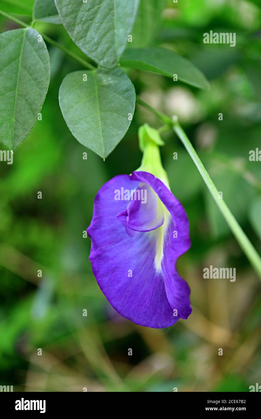 Gros plan sur un Pea papillon ou une fleur d'Aparajita qui se bloque sur le Arbre Banque D'Images