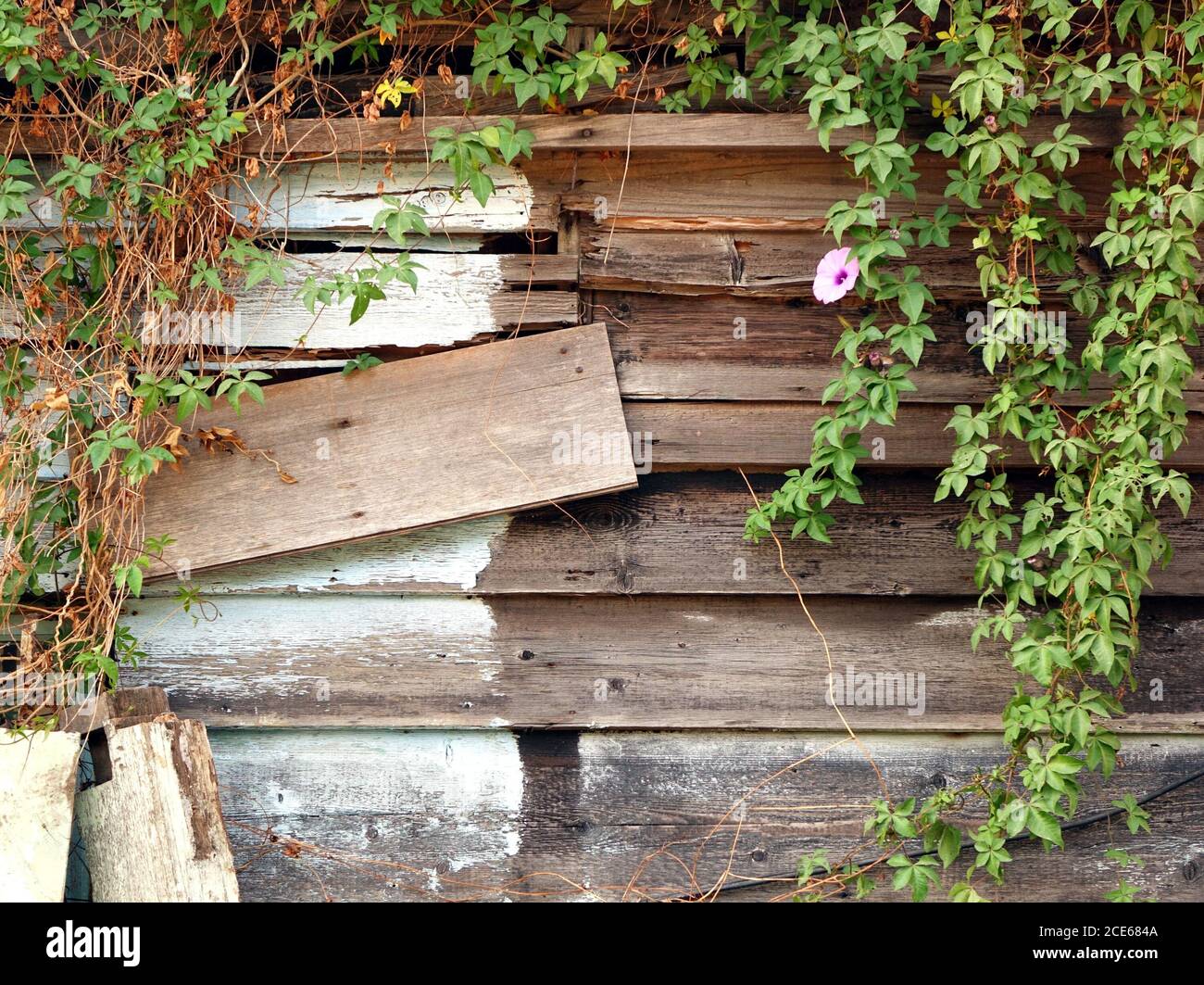 Le mur de bois d'une ancienne woodshack avec vignes vert Banque D'Images