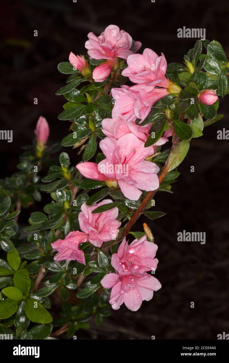 Ensemble de belles fleurs roses et de feuilles brillantes vert foncé De l'arbuste inhabituel Azalea Kurume 'Kirin' sur fond sombre Banque D'Images
