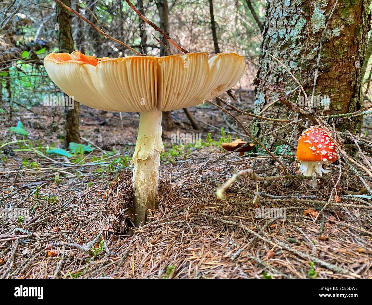 Magnifique champignon rouge toxique avec capuchon géant vu du niveau de l'herbe. Banque D'Images