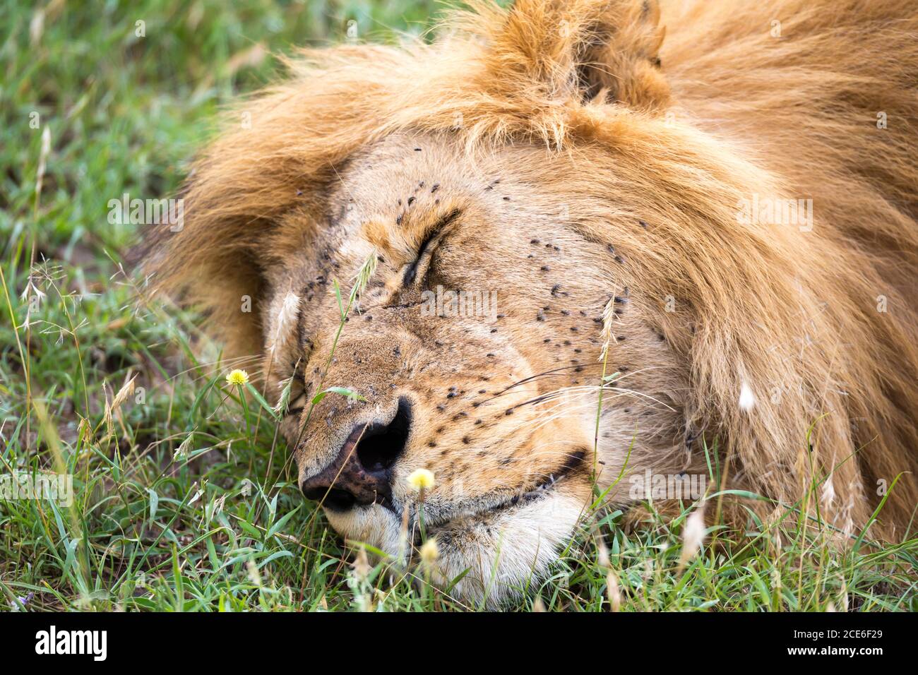 Un grand lion dort dans l'herbe du Kenya savannah Banque D'Images