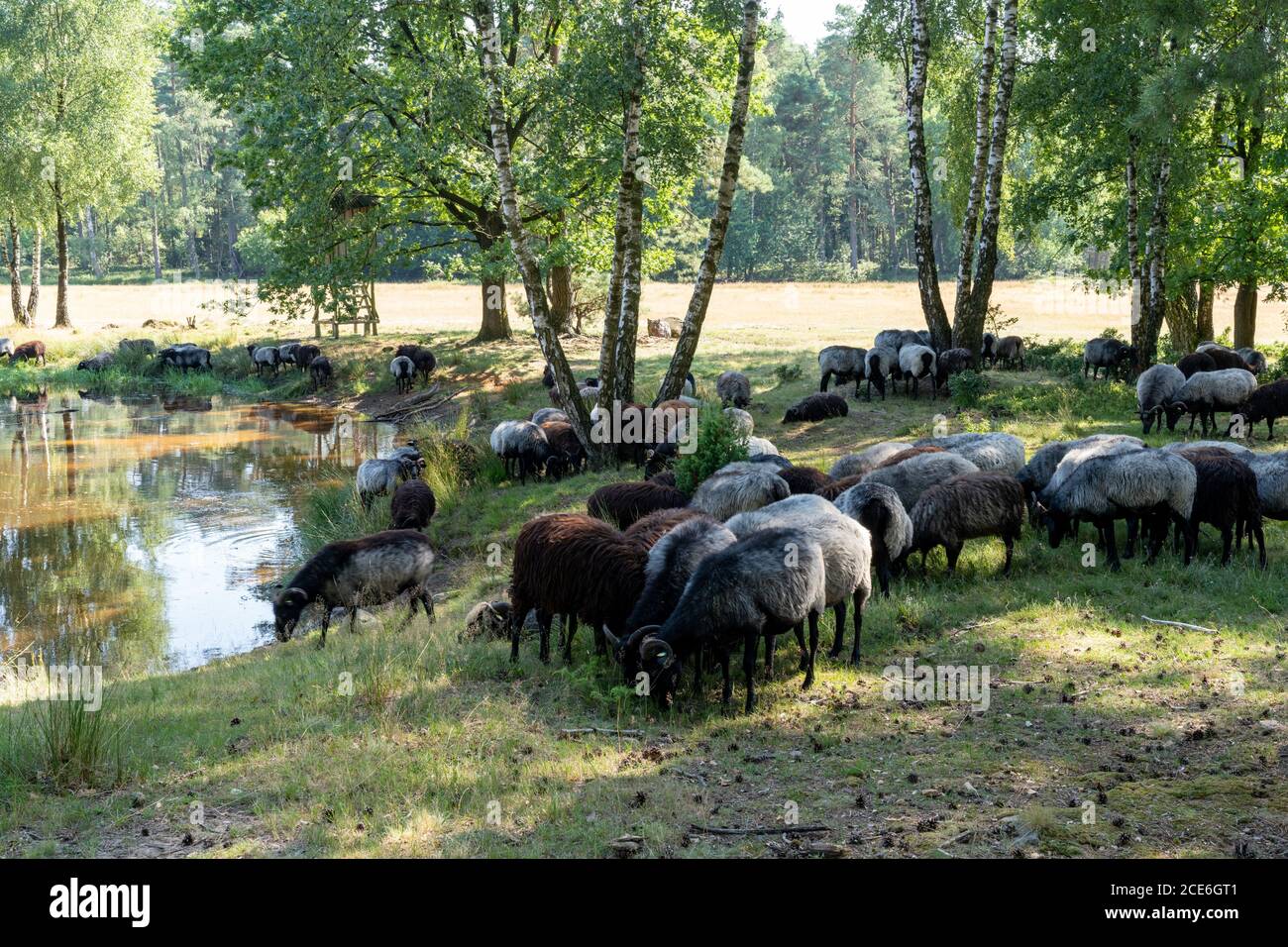 Beaucoup de moutons allemands de landes à un trou d'arrosage sur le Lunenburger Heath Banque D'Images