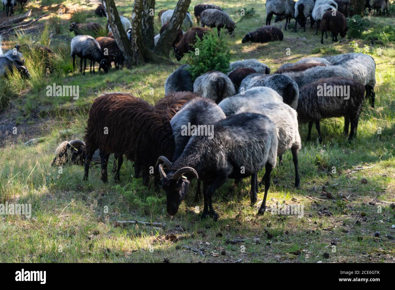 Beaucoup de moutons allemands de landes à un trou d'arrosage sur le Lunenburger Heath Banque D'Images