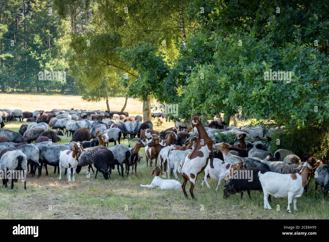 De nombreux ovins et caprins de landes allemandes dans un trou d'eau Sur le Lunenburger Heath Banque D'Images