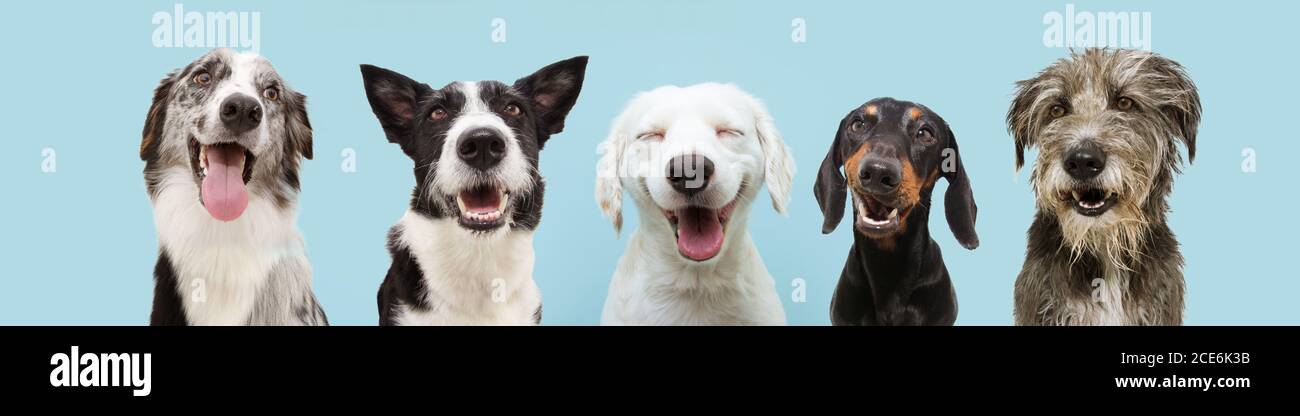 Bannière cinq chiens heureux souriant sur fond bleu coloré avec les yeux fermés et l'expression du sourire dans une rangée. Banque D'Images