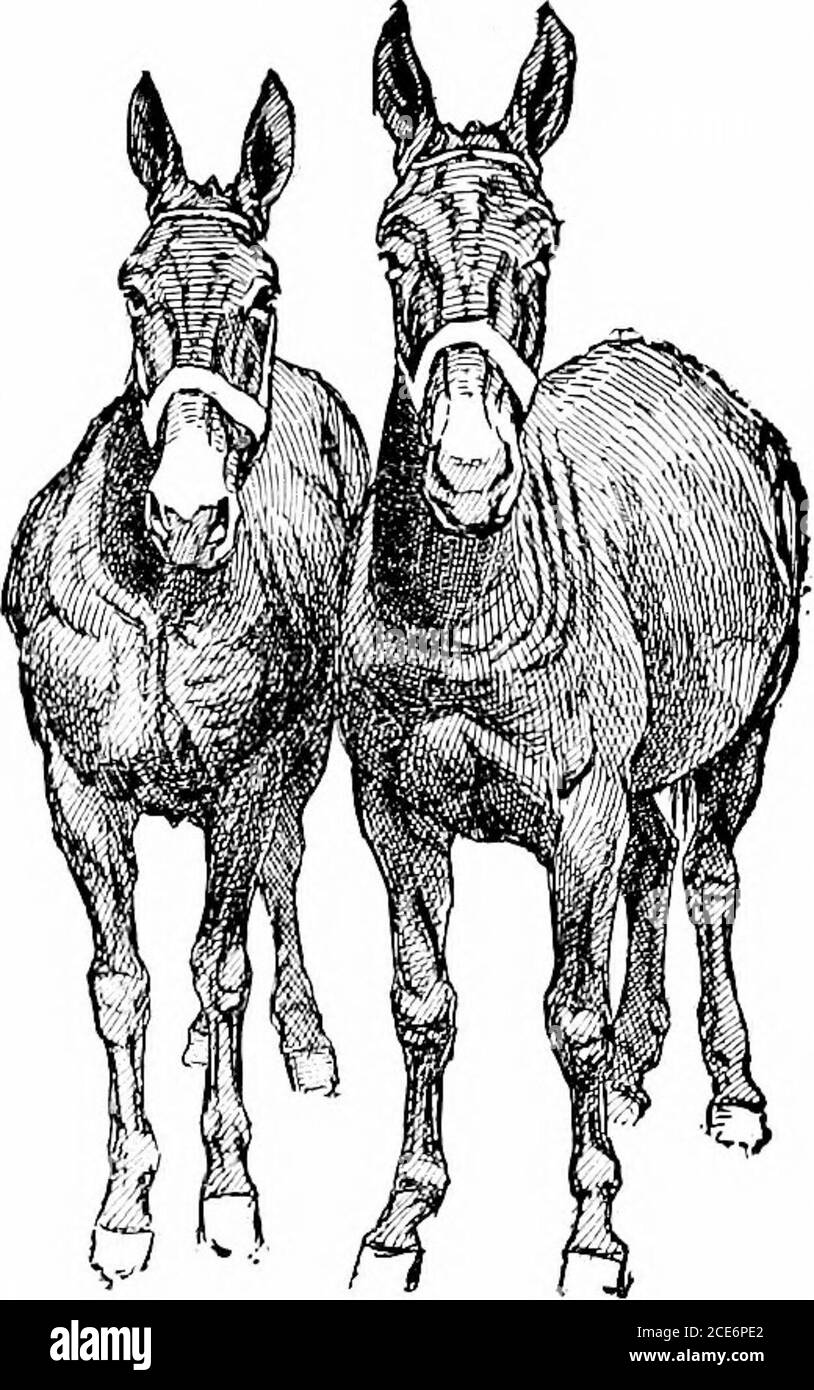 . Agriculture productive . Arabian, et Orloff Trotter. Le Thoroughbred est le cheval EngKshrunning. Le cheval de selle américain est soit un cheval à trois orives-gaité. Le cheval Standardbred est élevé pour la vitesse. Les chevaux de Troie sont à la traîne ou à l'allure. Le cheval Standardbred et le cheval AmericanSaddle fournissent beaucoup d'entrée-divertissement aux Foires d'État. (Voir les exercices 5 et 6.) Les classes de marché de Mules.— il y a cinq classes de marché de mules, (i) les mulesare de plantation de deux types, la mule planta-tion de sucre et la mule de coton.les mules de plantation de sucre sont de 15 à 17 mains de haut, et de peser iioo à 1500 livres. Ils sont b Banque D'Images