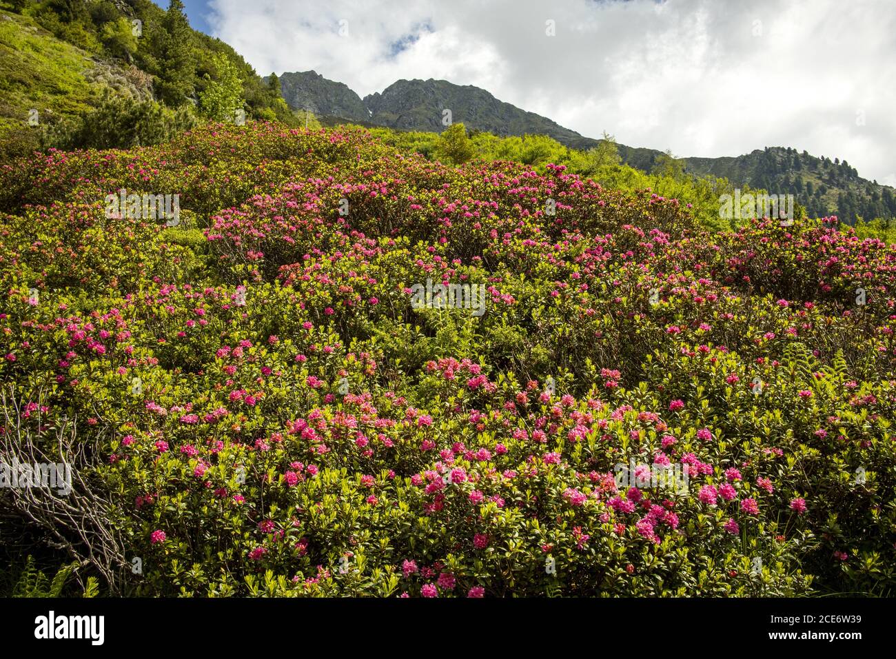 Roses alpines Banque D'Images