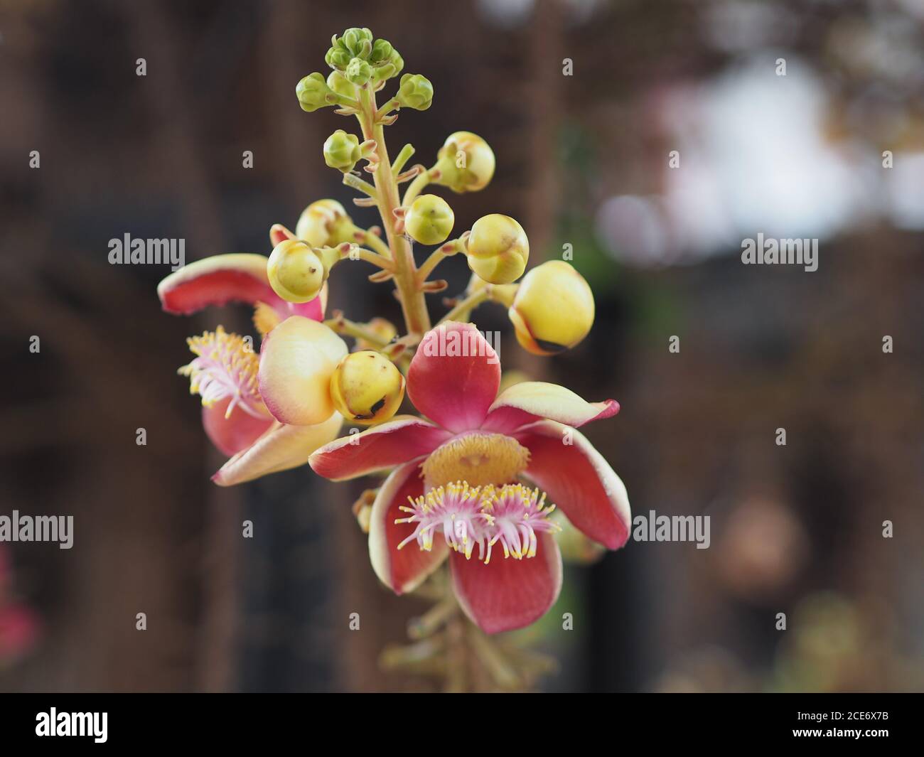 Shorea robusta, Dipterocarpaceae, Couroupita guianensis Aubl., Sal fleurant dans le jardin sur fond de nature floue Banque D'Images