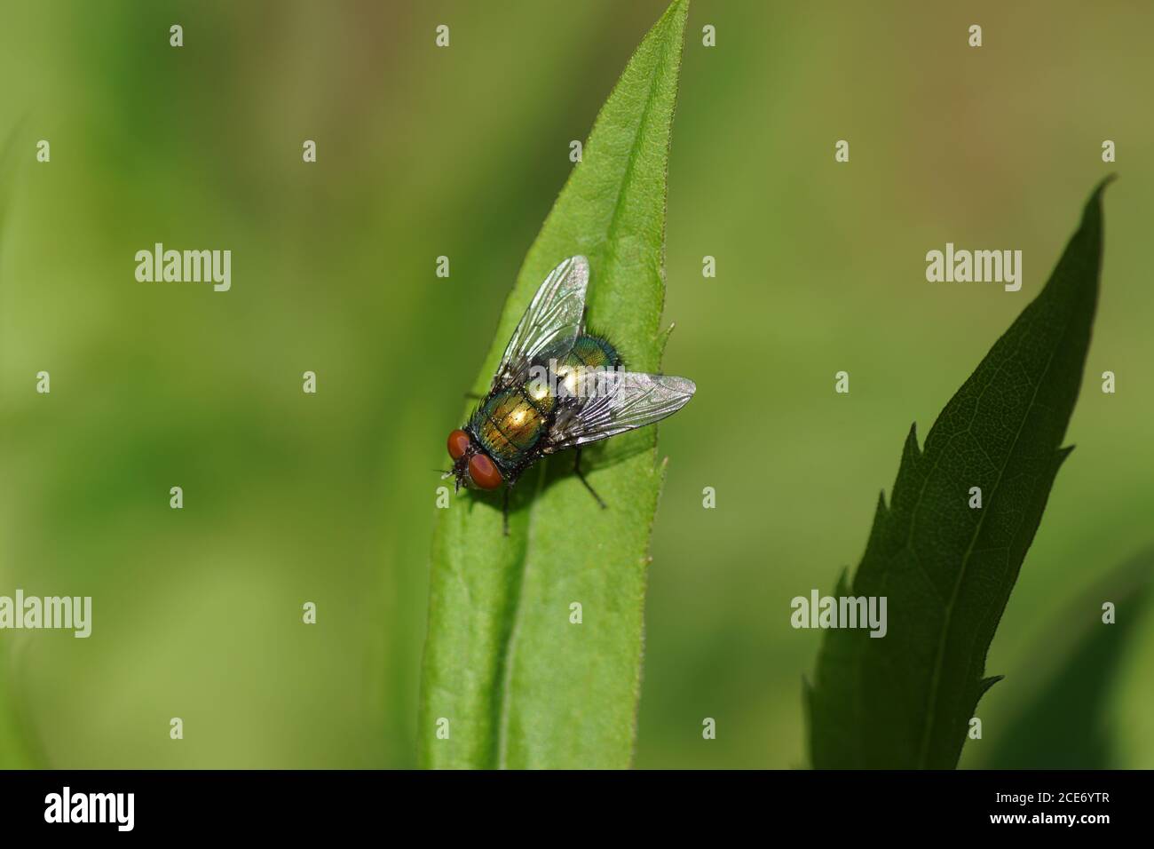 Une mouche verte (Lucilia) de la famille des mouches de coup, Calliphoridae sur une feuille. Pays-Bas, juin Banque D'Images