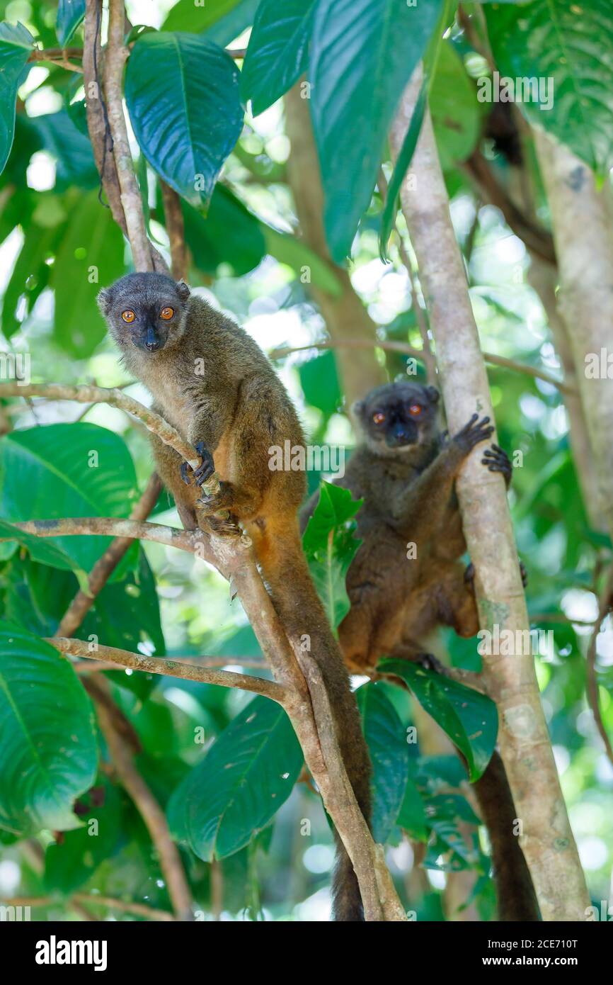 Femme à tête de faune de Madagascar lemur Banque D'Images