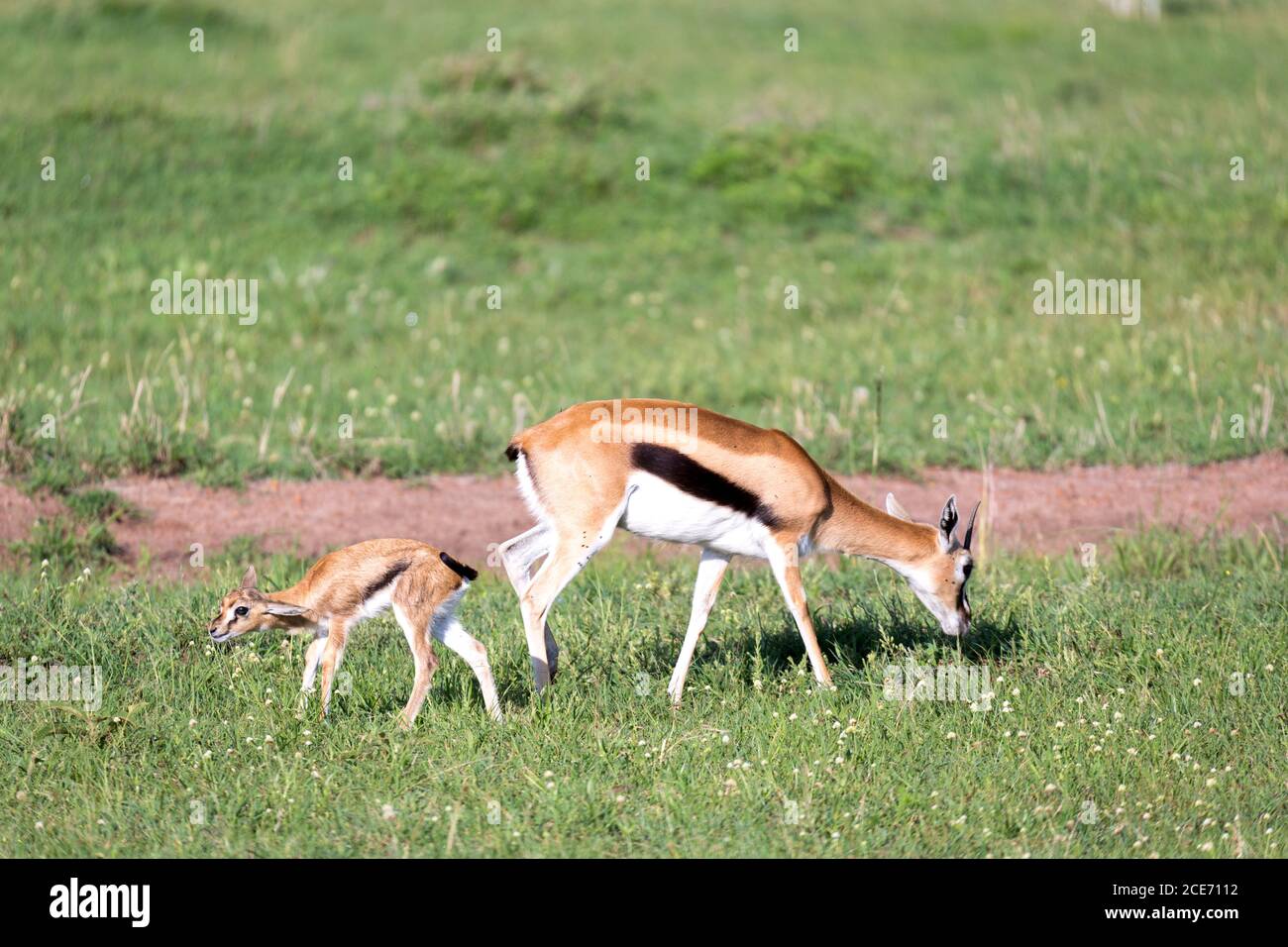 Thomson gazelles au milieu d'un paysage herbeux La savane kenyane Banque D'Images