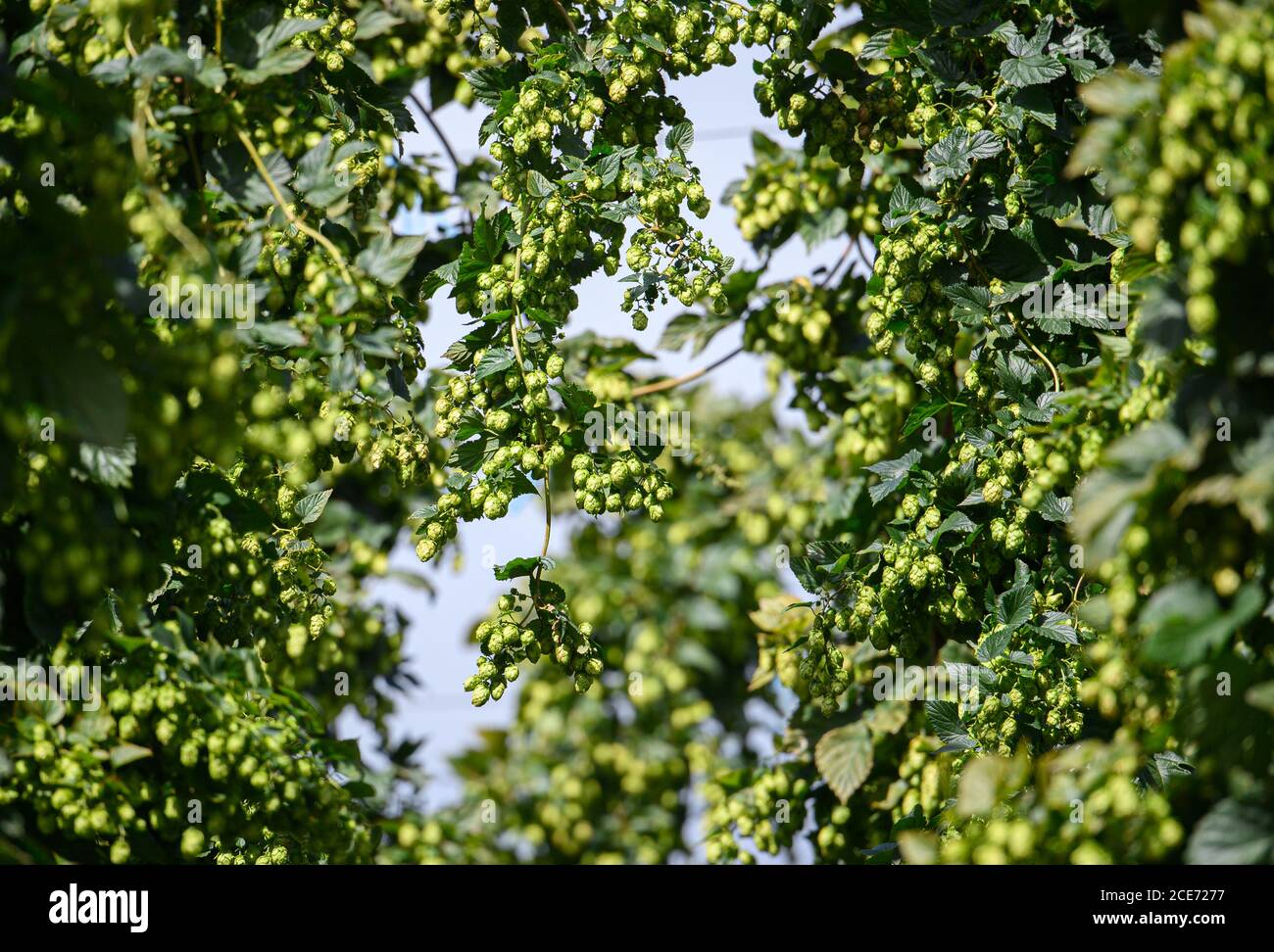 Ostrau, Allemagne. 27 août 2020. Des cônes de houblon sont suspendus aux usines de houblon dans le jardin de houblon de la 'Hoob Hopfen und Obst GmbH'. Les agriculteurs s'attendent à une récolte de houblon supérieure à la moyenne. Credit: Robert Michael/dpa-Zentralbild/dpa/Alay Live News Banque D'Images