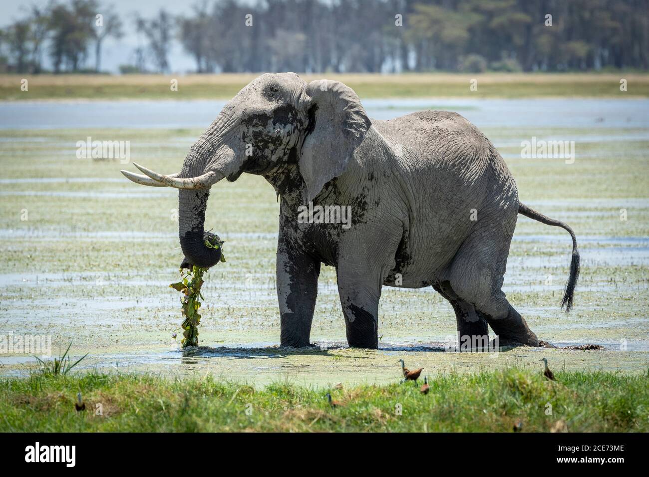 Gros éléphant de taureau se nourrissant de lilas d'eau vertes à Amboseli Parc national du Kenya Banque D'Images