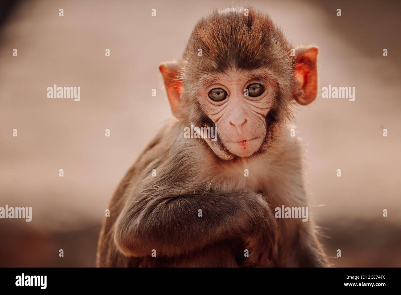 Mignon Petit Rhesus Macaque Bebe Assis Sur La Pierre Dans La Foret En Inde Regardant L Appareil Photo Photo Stock Alamy