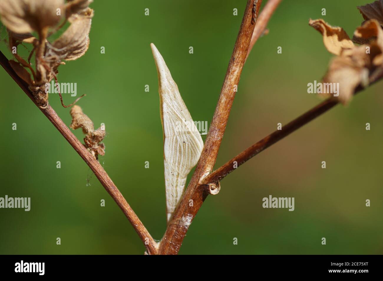 Un pupa de la pointe orange du papillon (anthocharis cardamines). Famille Pieridae. Dans un jardin hollandais. Pays-Bas, juin Banque D'Images
