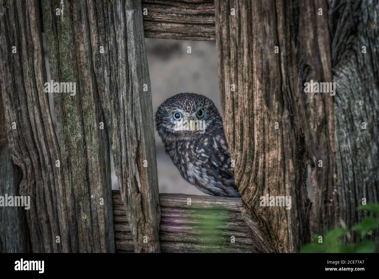 Petite chouette européenne (Athene noctua) dans la campagne camouflée en arrière-plan. Oiseaux sauvages dans les granges Banque D'Images