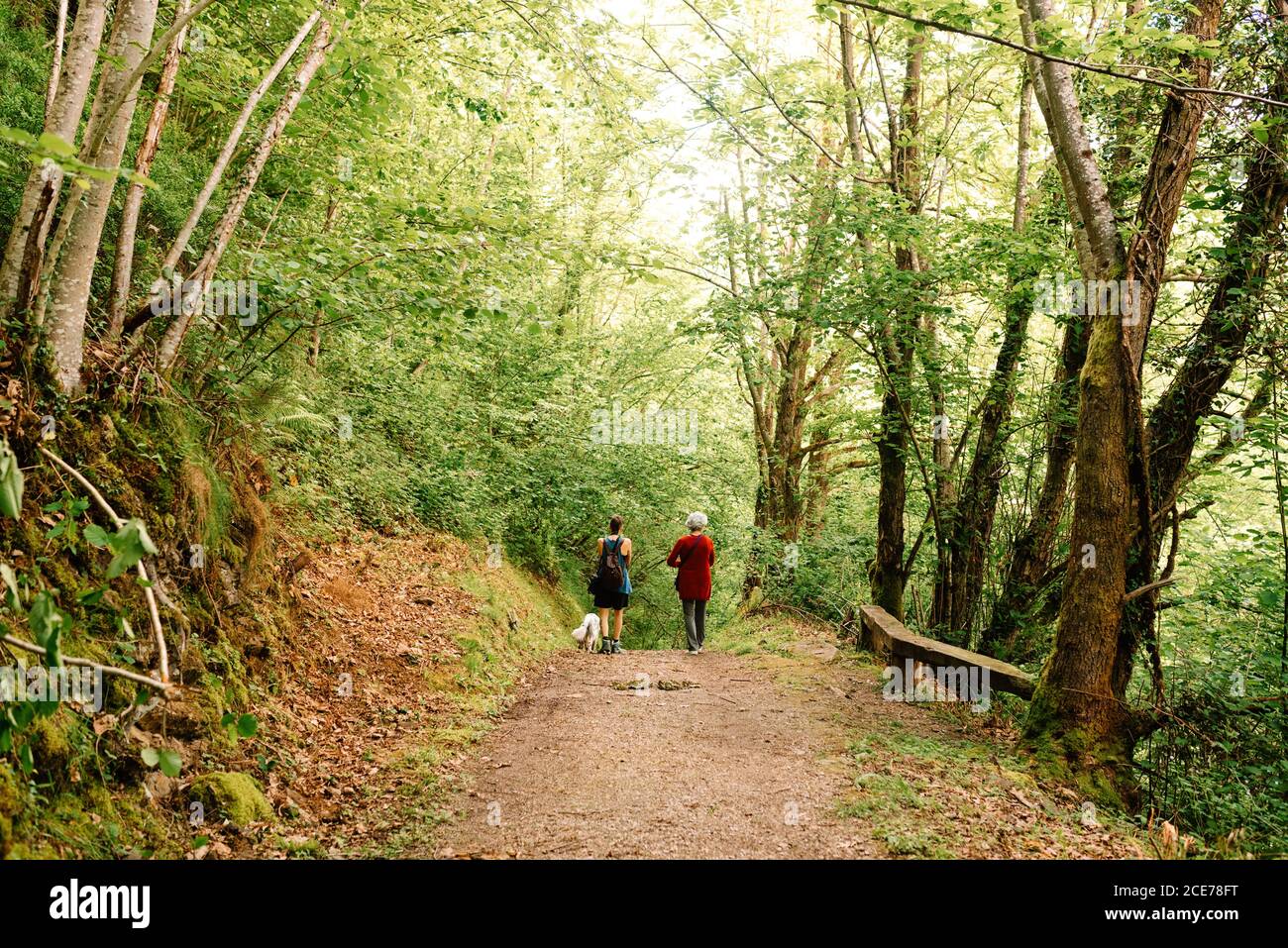 Vue arrière de la jeune femme androgyne et de la femme senior en admirant paysage de bois pittoresque pendant les vacances Banque D'Images