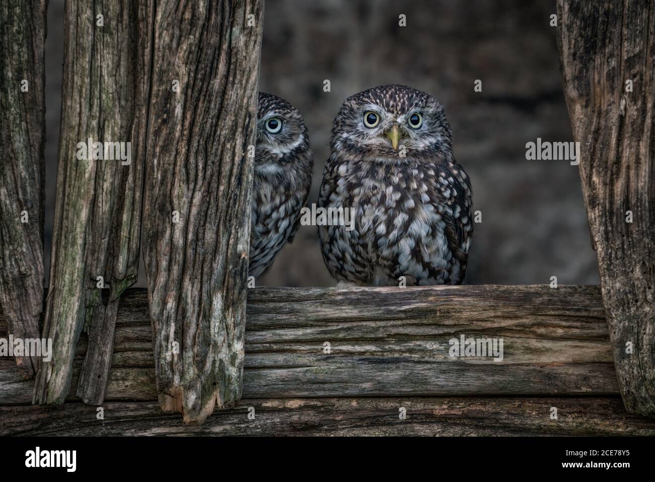 Petite chouette européenne (Athene noctua) dans la campagne camouflée en arrière-plan. Oiseaux sauvages dans les granges Banque D'Images