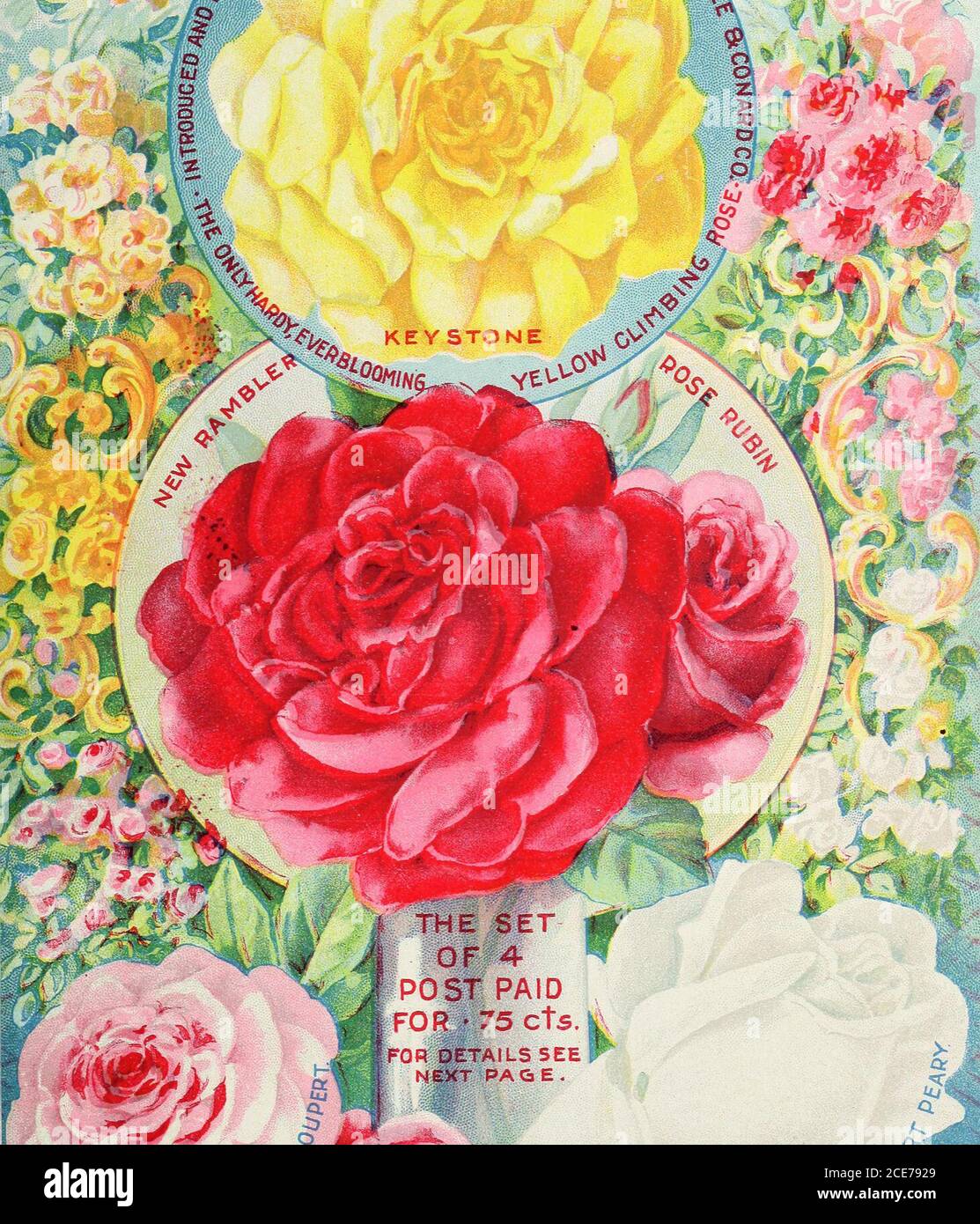 . Notre nouveau guide de la culture des roses : des roses D.&C. typiques peintes de la nature . Banque D'Images