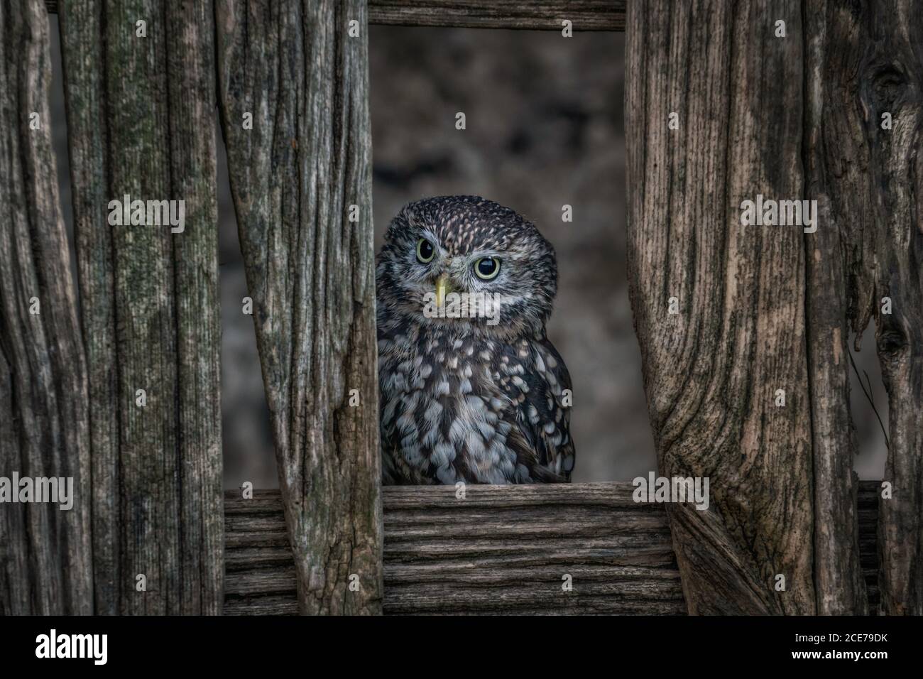 Petite chouette européenne (Athene noctua) dans la campagne camouflée en arrière-plan. Oiseaux sauvages dans les granges Banque D'Images