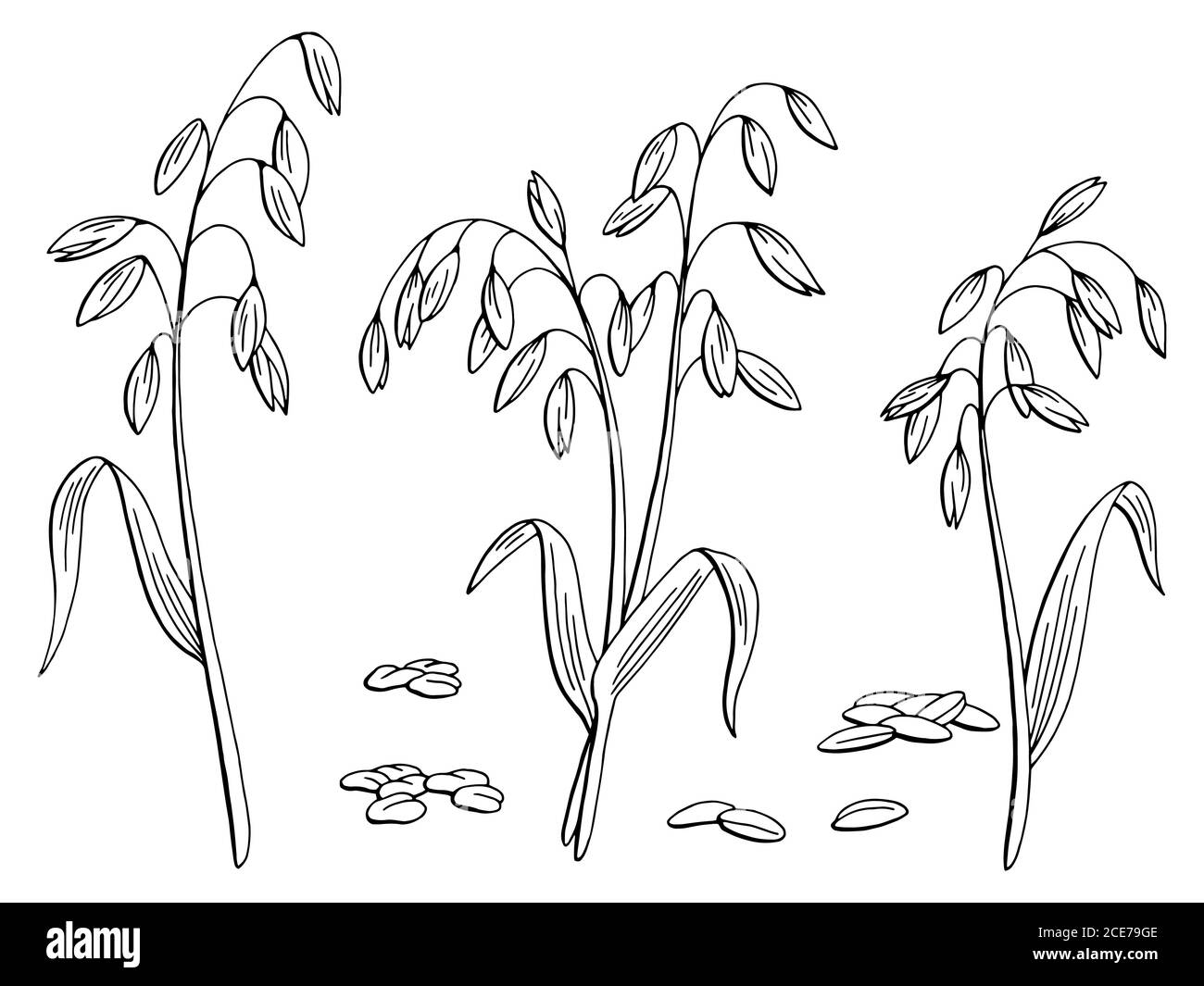 Motif de plante d'avoine noir blanc isolé dessin vectoriel d'illustration Illustration de Vecteur