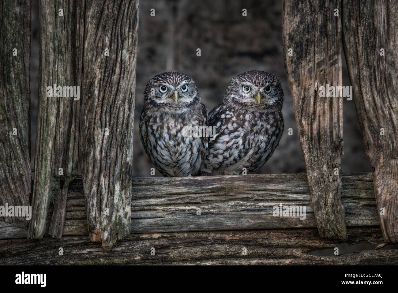 Petite chouette européenne (Athene noctua) dans la campagne camouflée en arrière-plan. Oiseaux sauvages dans les granges Banque D'Images