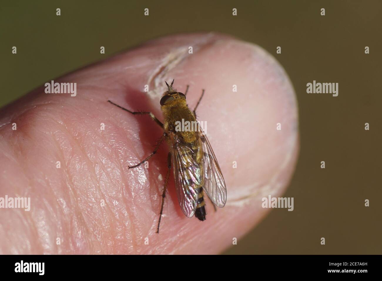 Stiletto commun (Thereva nobilitata), mouches à stiletto de famille (Therevidae) reposant sur un doigt. Cette mouche ne mord pas. Pays-Bas, juin Banque D'Images