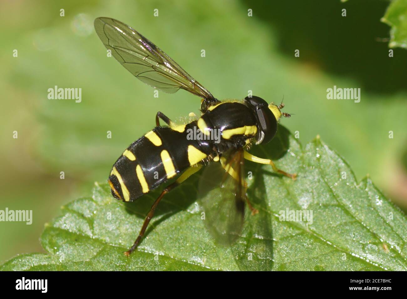 Hoverfly, superbe Dayglower, Xanthogramma pedissequum sur une feuille. Famille des mouches Syrphides (Syrphidae). Dans un jardin hollandais. Pays-Bas, mai Banque D'Images