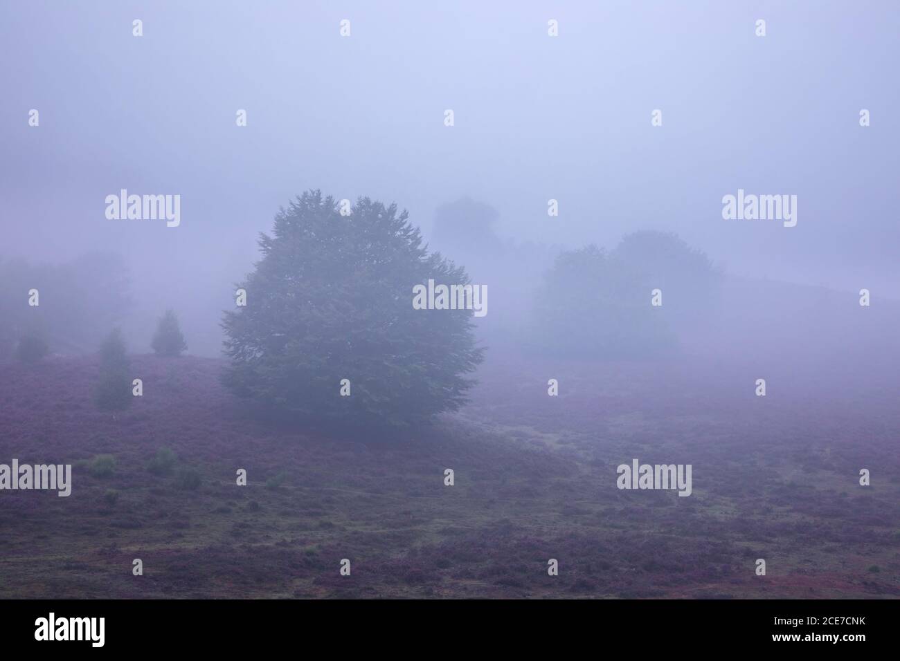 collines à la bruyère de floraison dans un brouillard dense au crépuscule Banque D'Images