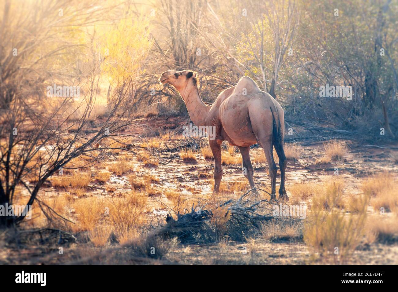 chameau solitaire dans l'outback australien Banque D'Images