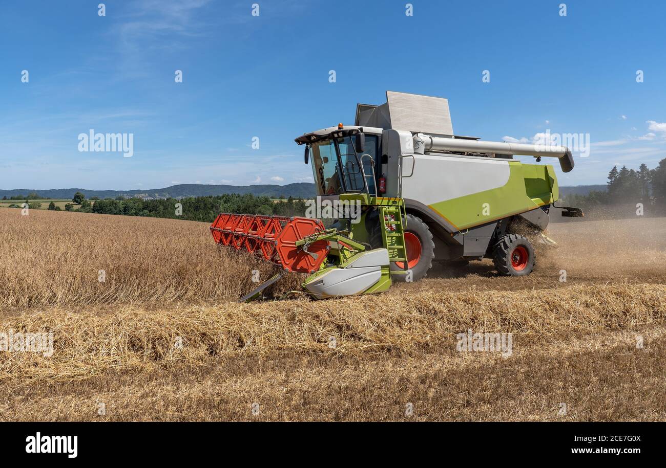 Le champ de grain épeautre est moissonné par une moissonneuse-batteuse Banque D'Images