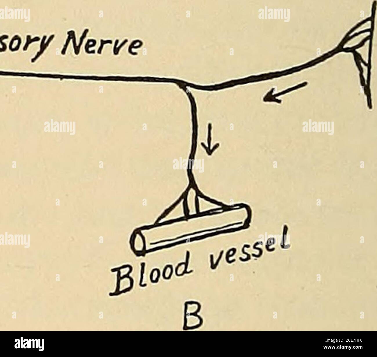 . Un livre de texte de physiologie : pour les étudiants en médecine et les médecins . Capteur/nerf. Fig. Du SHLn. 69a.—schemata d'axon-réflexe produisant une dilatation vasculaire locale à partir de l'applica-tion d'un irritant—A, Bardys schéma: n, la fibre sensorielle; c, la conjonctive; d, le ganglion sympathique per-ipheral; /, le vaisseau sanguin. Le réflexe s'étend de c sur a b et d à/; v, une fibre vaso-constrictrice. B, schéma de Bruces (modifié): Les flèches indiquent la coursedu réflexe axone. Qui indiquent que les axones-réflexes peuvent jouer un rôle important dans l'approvisionnement en sang de certaines zones. Quand un membranéor t Banque D'Images