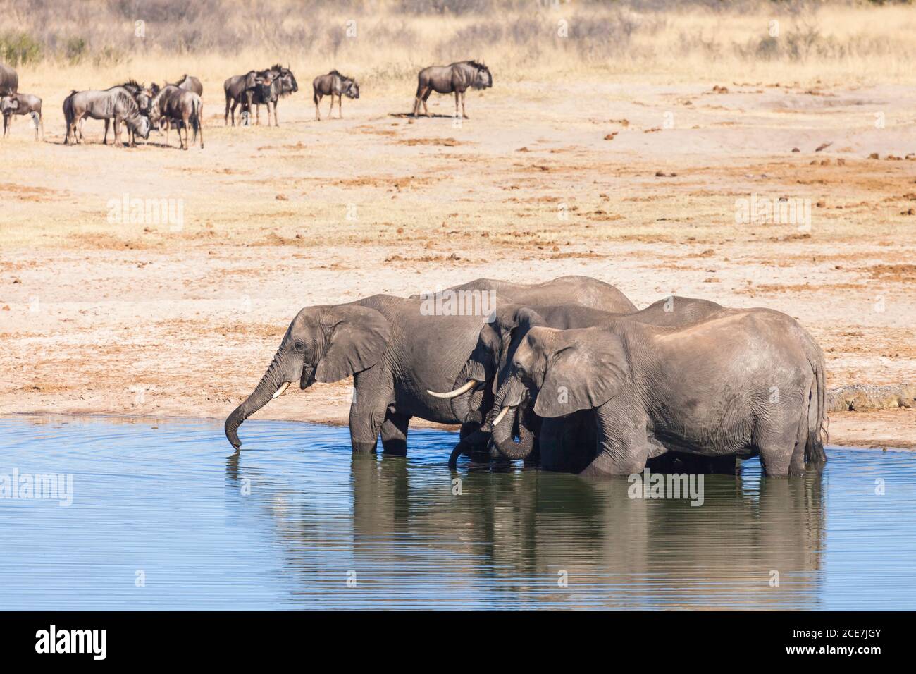 Troupeau d'éléphants buvant au trou d'eau, parc national de Hwange, Matabeleland Nord, Zimbabwe, Afrique Banque D'Images