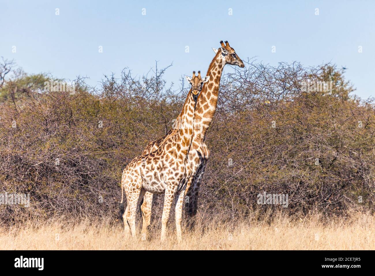 Girafes debout et observant le Bush de la savane, parc national de Hwange, Matabeleland Nord, Zimbabwe, Afrique Banque D'Images