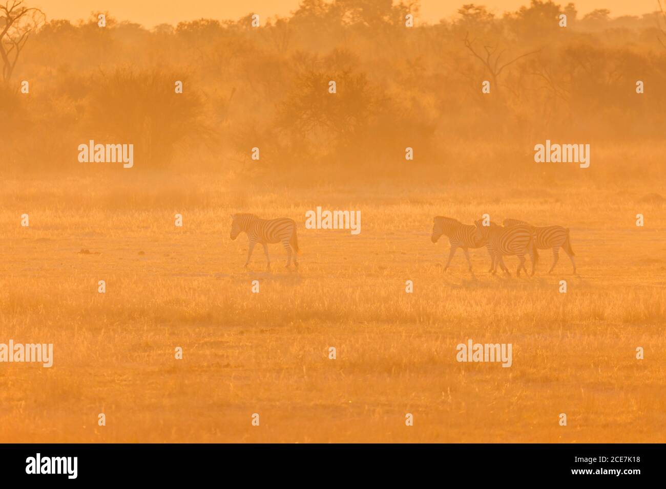 Troupeau de zèbre marchant dans la savane, brume matinale, parc national de Hwange, Matabeleland Nord, Zimbabwe, Afrique Banque D'Images