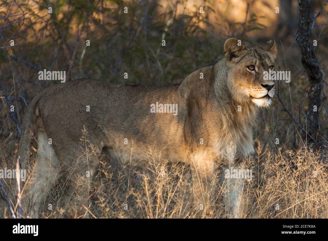 Lion debout dans le Bush, parc national de Hwange, Matabeleland Nord, Zimbabwe, Afrique Banque D'Images