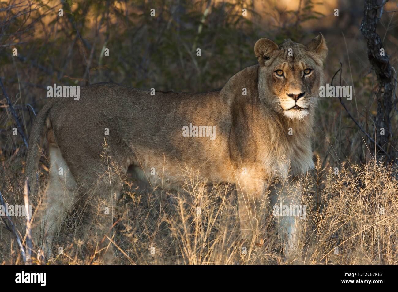 Lion debout dans le Bush, parc national de Hwange, Matabeleland Nord, Zimbabwe, Afrique Banque D'Images
