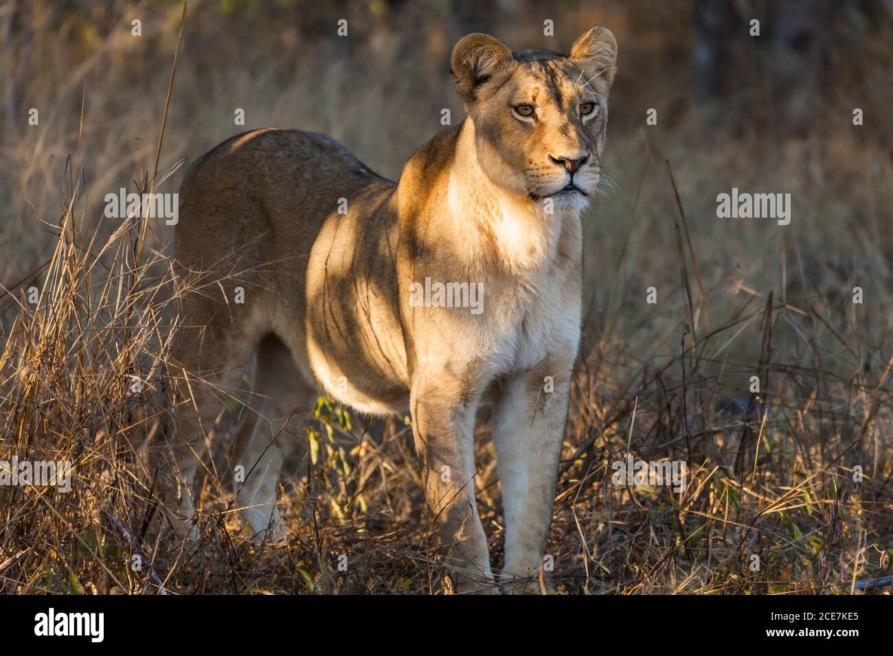 Lion debout dans le Bush, parc national de Hwange, Matabeleland Nord, Zimbabwe, Afrique Banque D'Images