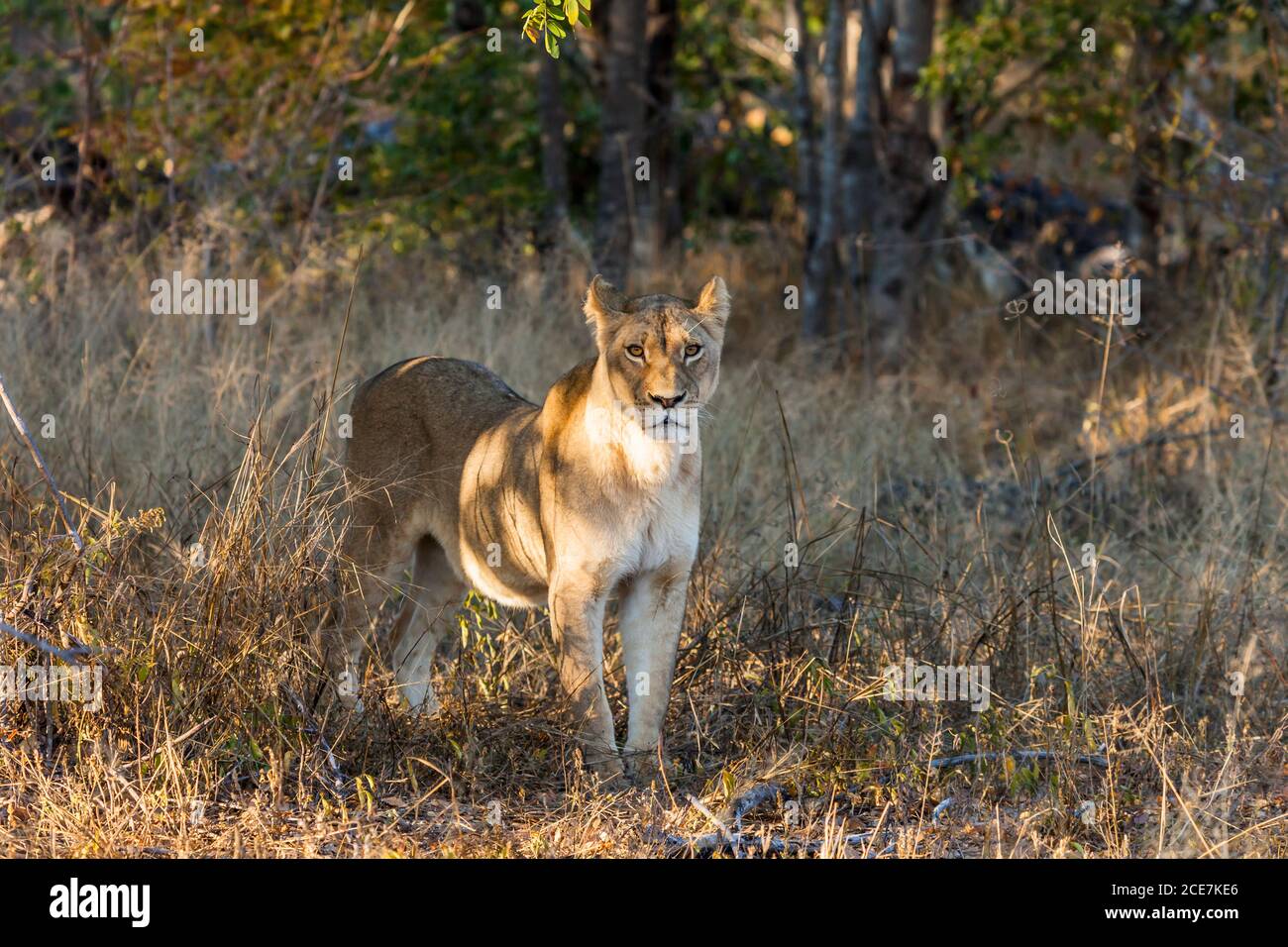 Lion debout dans le Bush, parc national de Hwange, Matabeleland Nord, Zimbabwe, Afrique Banque D'Images