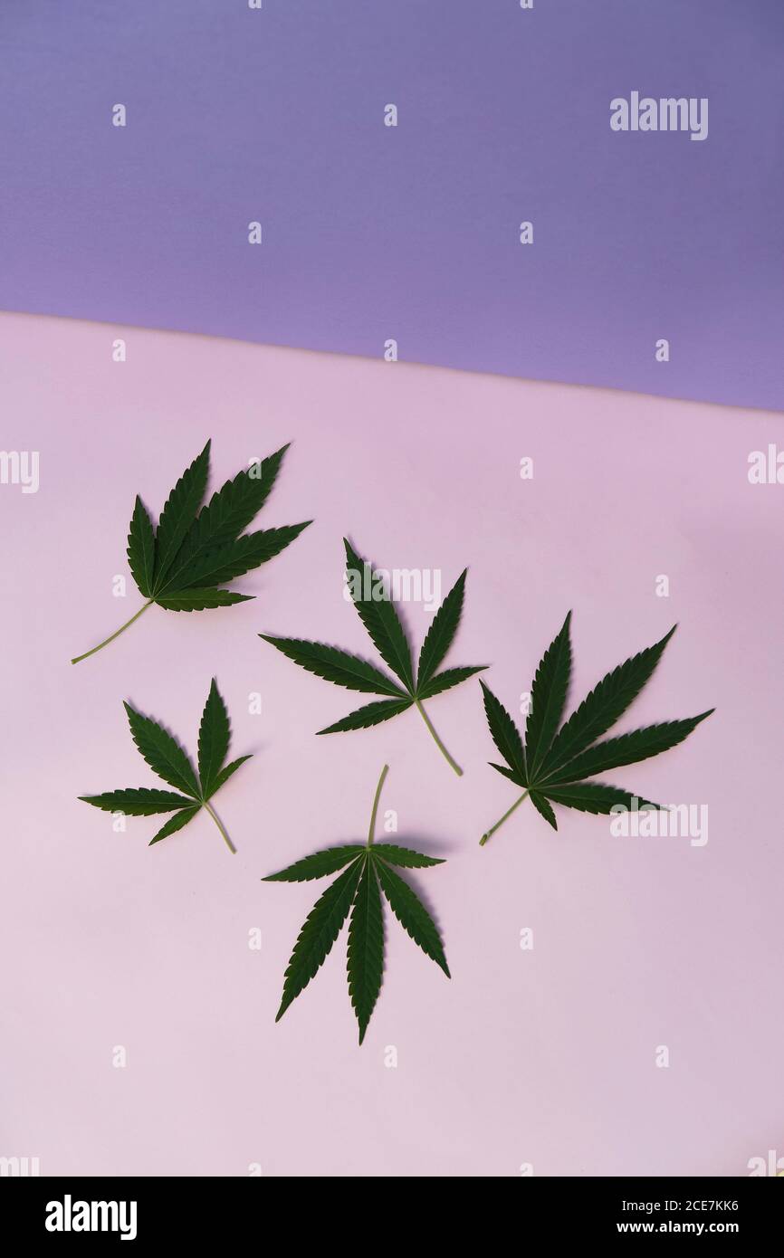 Feuilles de marijuana sur fond rose Banque D'Images