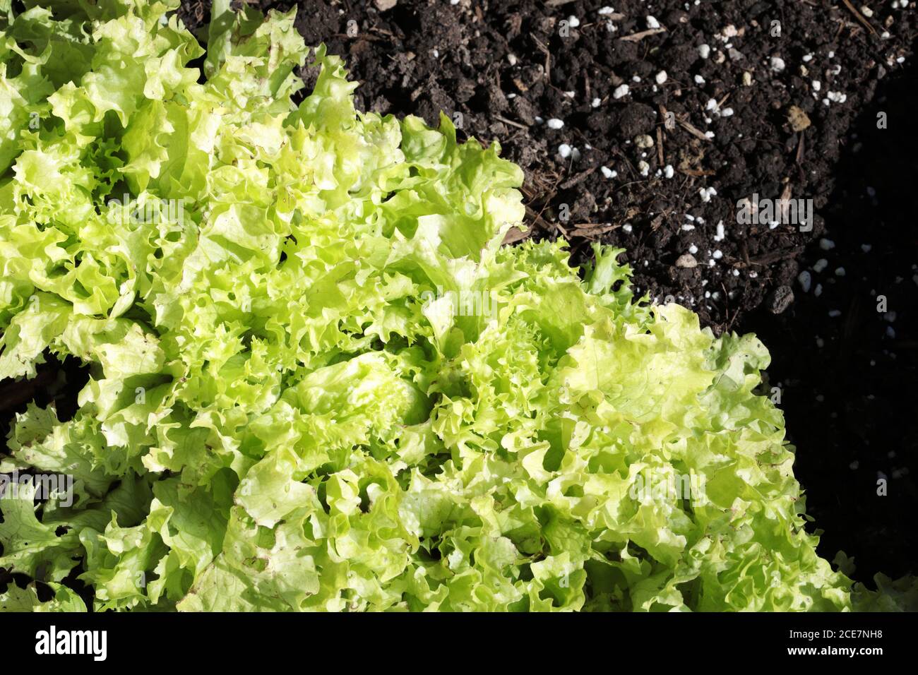 Salade de laitue verte biologique dans le jardin Banque D'Images